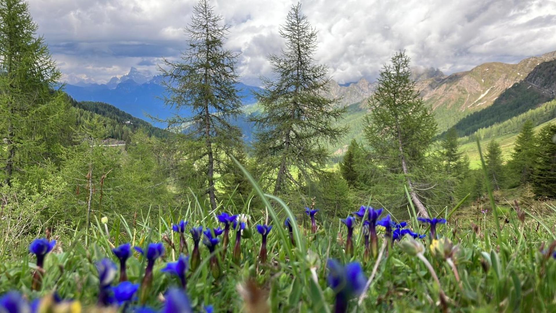 Hotel Garni Salvanel Cavalese Zewnętrze zdjęcie
